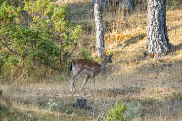 Common Fallow Deer (Dama dama) photographed in Spain