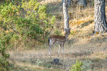 Common Fallow Deer (Dama dama) photographed in Spain