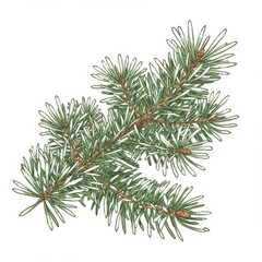 Detailed Green Pine Branch Botanical Illustration On White Background