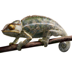 Obraz premium A horned chameleon climbing on a thin tree branch, side view, detailed scales, transparent PNG