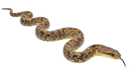 Fototapeta premium Isolated Rattlesnake