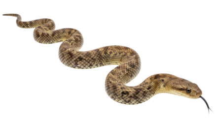 Isolated Rattlesnake