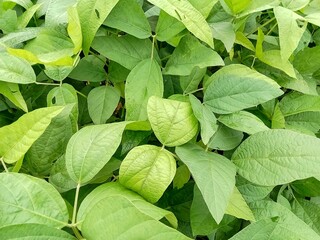 Soybean plants (Glycine max L), in the garden.