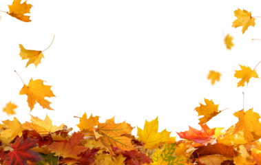 Falling autumn leaves isolated. Beautiful foliage. Vibrant fall colors. Maple leaves cut outs
