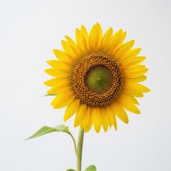 Fototapeta premium Single sunflower against white background