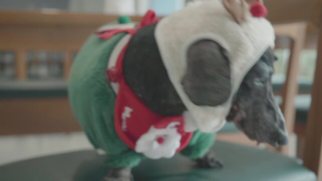 A playful dog wearing a vibrant holiday costume, showcasing a festive spirit. Perfect for celebrating joyous occasions and capturing the charm of pets in holiday attire.