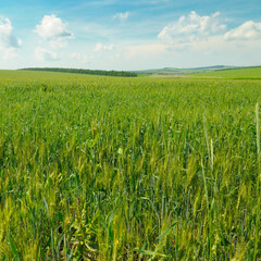 Panoramic landscape of a green field with a blue sky and clouds.