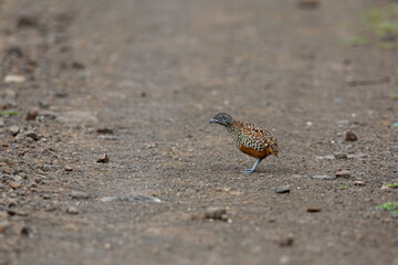 Barred buttonquail or common bustard-quail (Turnix suscitator) at Baramati, Bhigwan, Maharashtra, India.