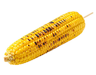 Single Grilled Corn on the Cob with Char Marks, Side View, Isolated on White Background