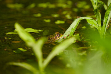 Close-up of a pool frog (Pelophylax lessonae) peeking out from green leaves in its natural habitat