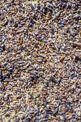 A detailed close-up of countless miniature spiral seashells scattered across the sandy shore, creating a natural mosaic of textures and colors in earthy tones, symbolizing the beauty of marine life