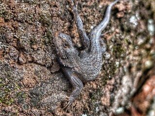 Eastern Fence Lizard 
