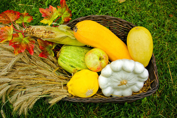 A basket with gifts of autumn, consisting of zucchini, apples, wheat, on the green grass. Harvesting.