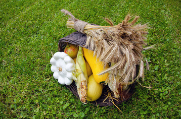 A basket with gifts of autumn, consisting of zucchini, apples, wheat, on the green grass. Harvesting.