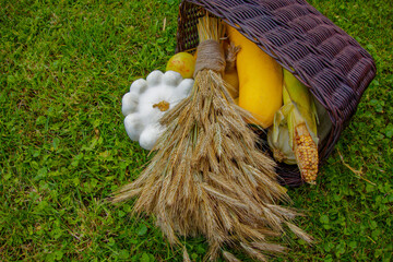 A basket with gifts of autumn, consisting of zucchini, apples, wheat, on the green grass. Harvesting.