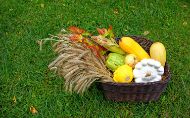 A basket with gifts of autumn, consisting of zucchini, apples, wheat, on the green grass. Harvesting.