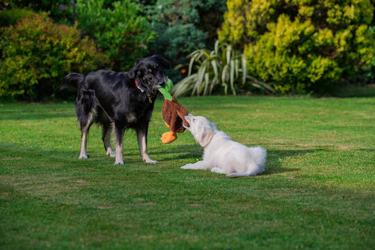 old an young dogs playing with a soft toy