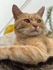 Beautiful portrait of a ginger cat. The pet sits in the backyard, near the cottage, and watches the world around him. A close-up shot of the animal in natural light. Cat emotions and a predator's gaze