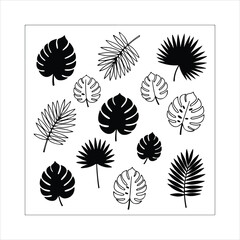 Black and white tropical leaves pattern on white background monstera leaf palm leaf