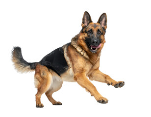 Playful German Shepherd: A vibrant German Shepherd dog, full of energy and exuberance, leaps playfully, showcasing its strong physique and joyful demeanor. 