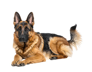 Loyal Shepherd: A majestic German shepherd lies down, exhibiting breed characteristics in sharp detail. Its alert gaze and body language express intelligent focus.