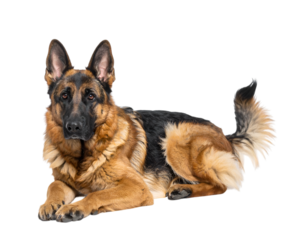 Loyal Shepherd: A majestic German shepherd lies down, exhibiting breed characteristics in sharp detail. Its alert gaze and body language express intelligent focus.