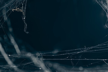 Halloween Spider Web,Creepy white cobweb on a dark background. space for text
