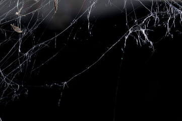 Halloween Spider Web,Creepy white cobweb on a dark background. space for text