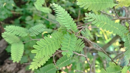 Fresh green mimosa leaves in natural sunlight