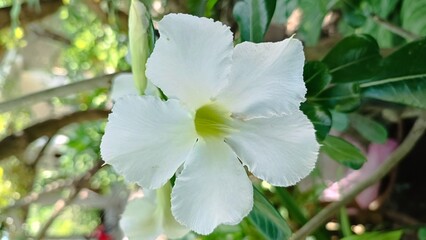 Obraz premium Close-up of blooming white tropical flower in garden