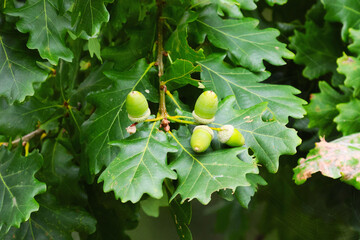 The cool breath of autumn has touched the oak tree