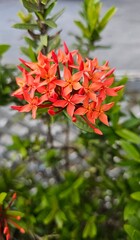 Needle flower, red needle flower