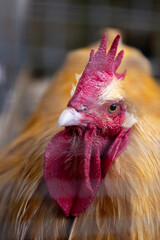 Farm chicken through chicken fence