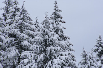 Snowy Trees