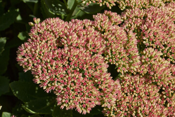 Obraz premium Stonecrop prominent blooms in the garden, a close-up of a blooming inflorescence. Stonecrop prominent (lat. Hylotelephium spectabile) is a perennial herbaceous plant, succulent.