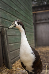 Duck close up at the farm