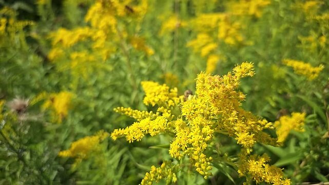 Close-up of Vibrant Goldenrod Flowers in Sunlight with bee