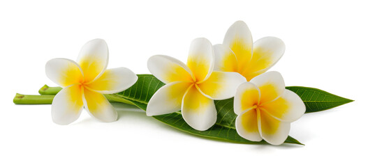 Frangipani flowers