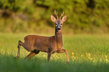 A beautiful roebuck walks on the meadow. Wildlife scene with a roe deer in beautiful evening light. Capreolus capreolus. 