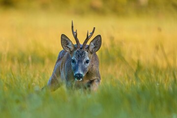 A beautiful roebuck walks on the meadow. Wildlife scene with a roe deer in beautiful evening light. Capreolus capreolus. 