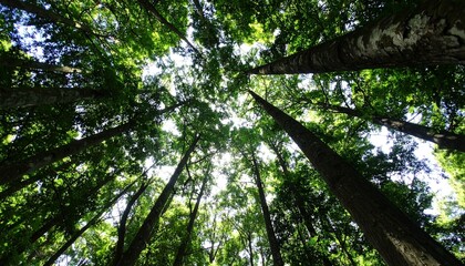 Fototapeta premium Majestic Forest Canopy A View from Below