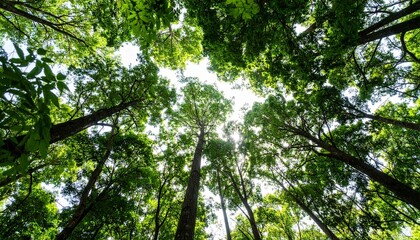 Fototapeta premium Sunlight Filtering Through Lush Canopy of Tall Trees in a Forest
