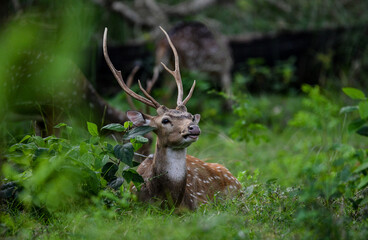 deer in the forest