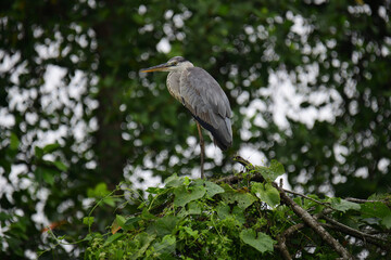 A beautiful grey heron with a long orange beak stands perched on a branch, its feathers a soft blend of grey and blue. The background is a bokeh of green and white.