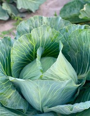 Harvest organic cabbage