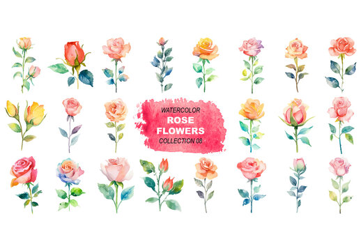 Vector watercolor painted style - rose flowers clipart isolated on white background.