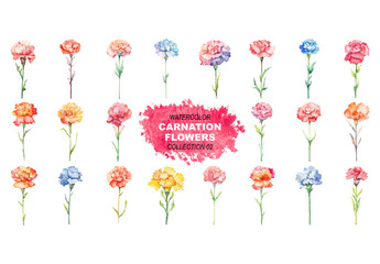 Vector watercolor painted style - carnation flowers clipart