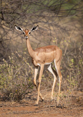Gerenuk standing in front of brush at Samburu National Reserve in Kenya