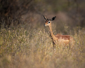 Obraz premium Gerenuk in high grass at Samburu National Reserve in Kenya