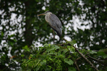 A beautiful grey heron with a long orange beak stands perched on a branch, its feathers a soft blend of grey and blue. The background is a bokeh of green and white.